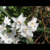 Narcissus Papyraceus (ss-esp Papyraceus) (fam Amaryllidacees) (Europe meridionale) (03)